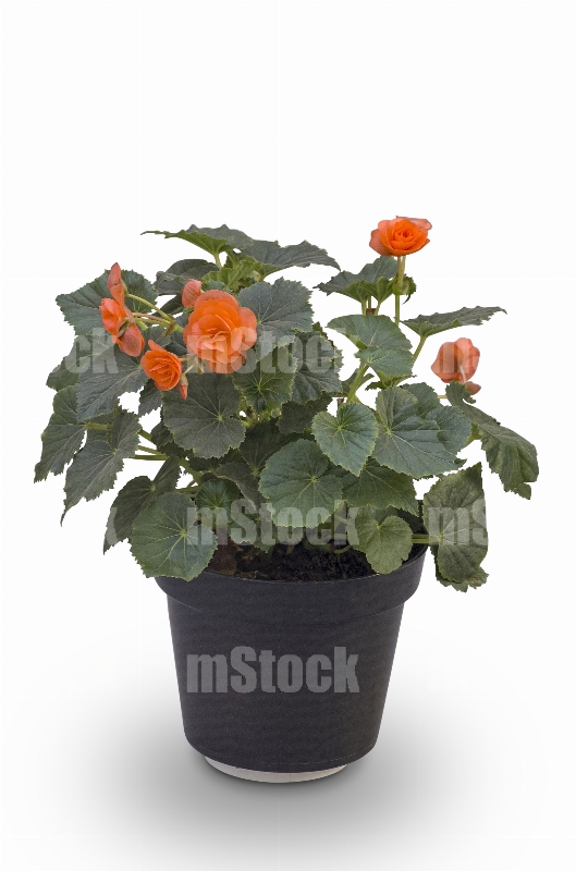 Kalanchoe 5
