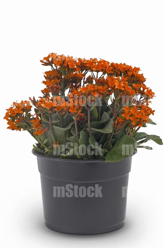 Kalanchoe 6