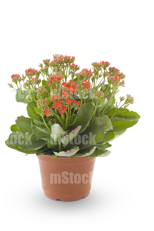Kalanchoe 7