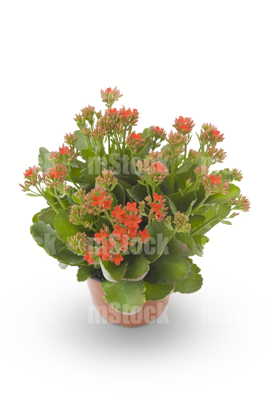 Kalanchoe 8