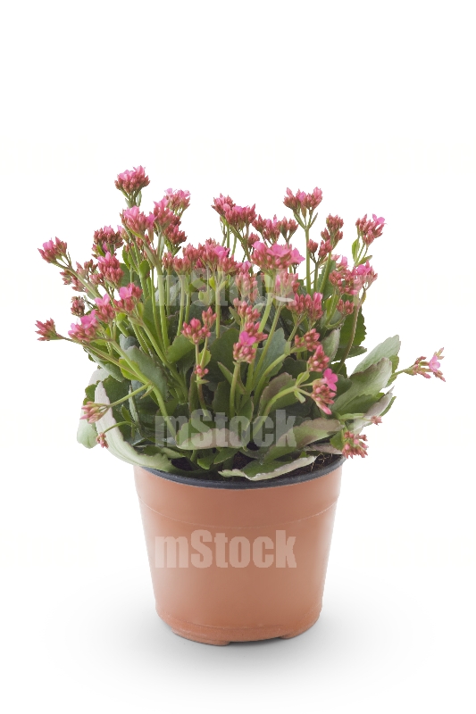 Kalanchoe 9
