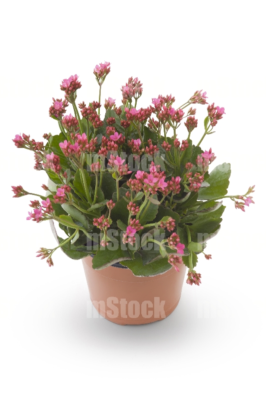 Kalanchoe 10
