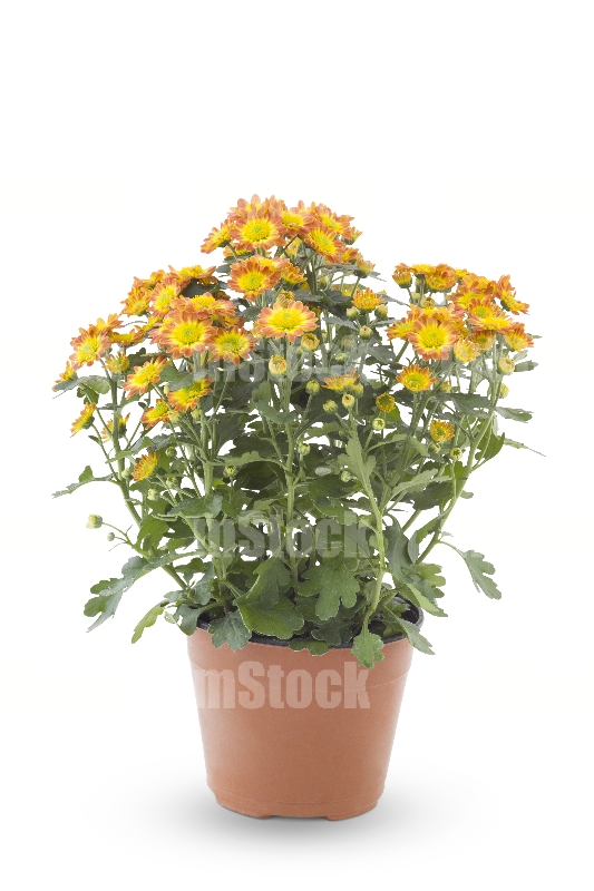 Margaritas Naranjas 1