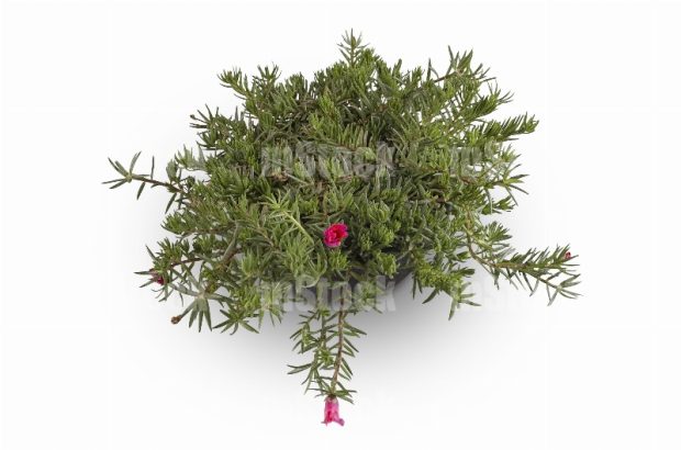 Moss Rose Portulaca 1