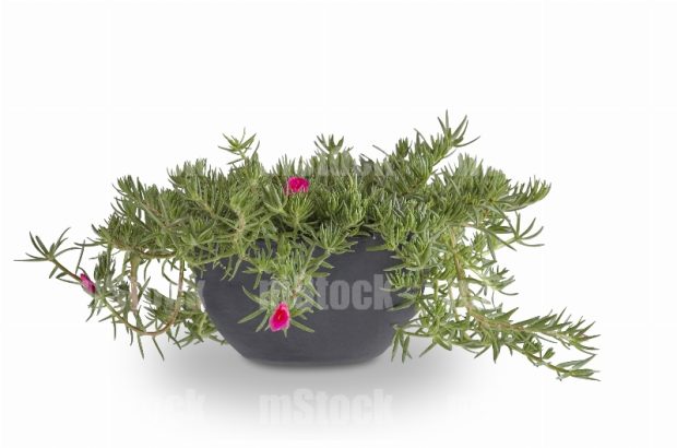 Moss Rose Portulaca