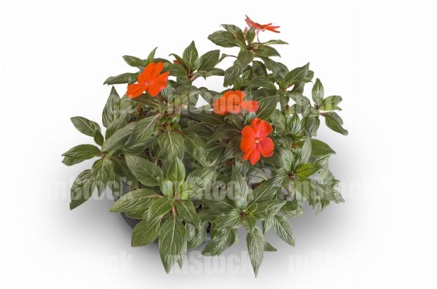 Planta Alegria de Guinea 1
