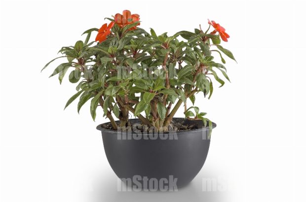 Planta Alegria de Guinea 2
