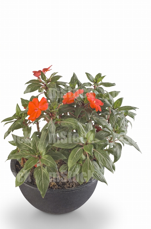 Planta Alegria de Guinea