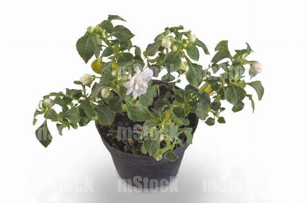 Planta Belén