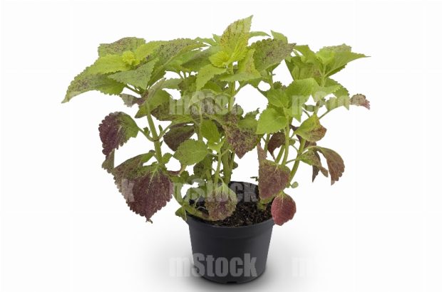 Planta Coleo