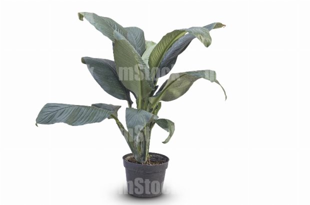 Planta Cuna de Moisés 1