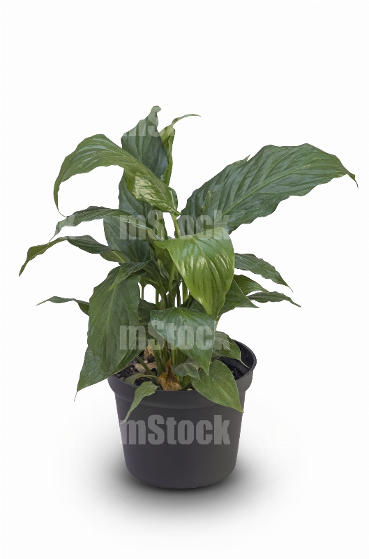 Planta Cuna de Moisés