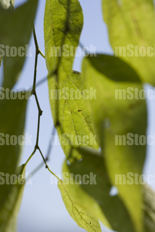 Hojas de Arbol 5