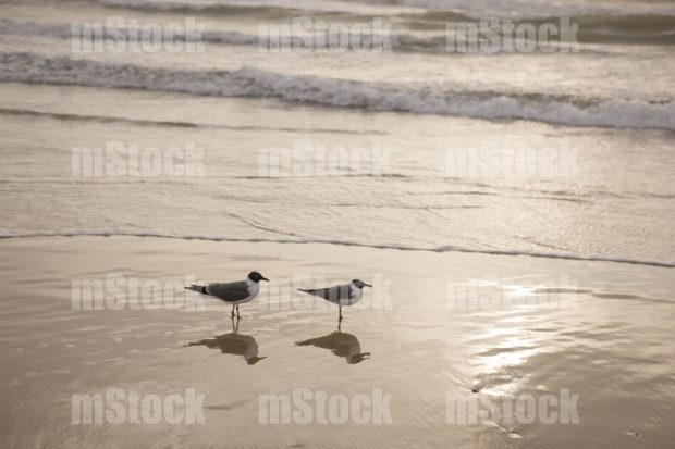 Gaviotas a la orilla del mar