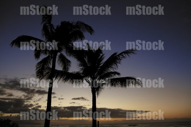 Palma en el Crepúsculo