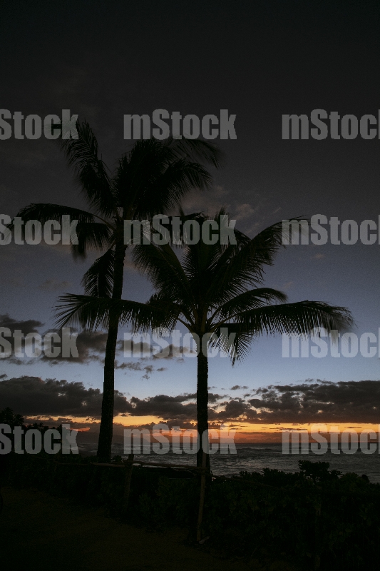 Palmera en el Crepúsculo