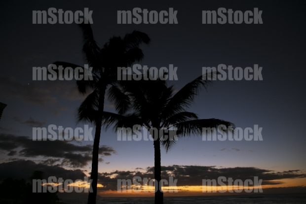 Palmeras en el Crepúsculo