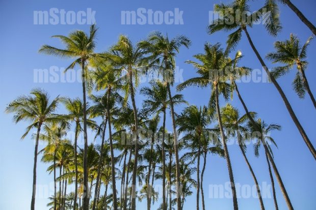 Palmas de Coco
