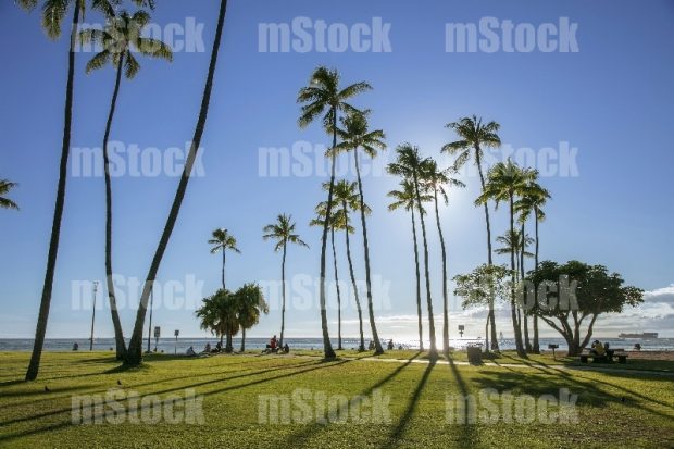 Palmeras cerca de la Playa