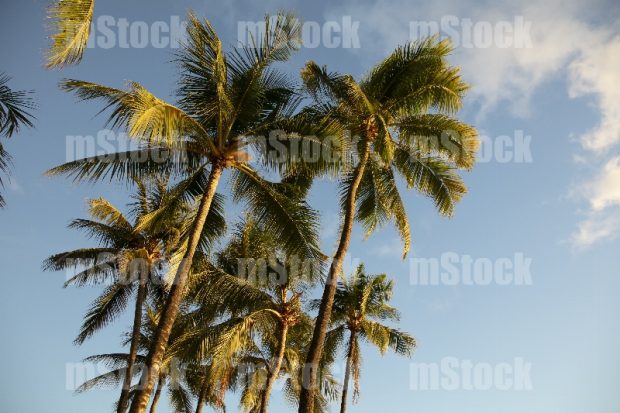 Palmeras Cocoteras