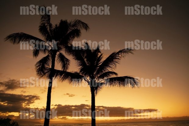Palmeras en Atardecer