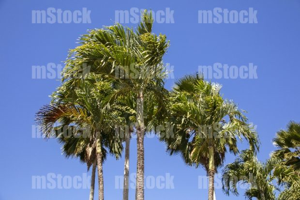 Palmas Tropicales