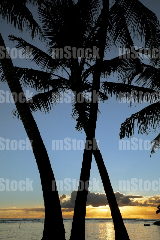 Palmeras en el Atardecer
