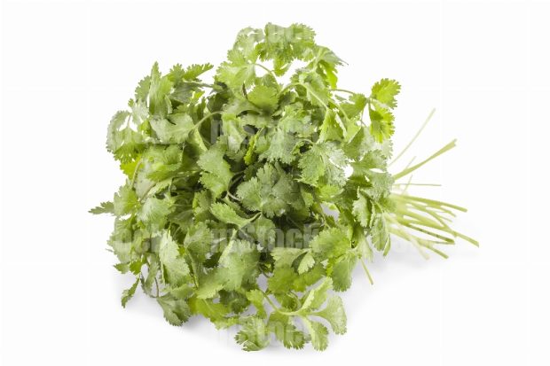 Cilantro