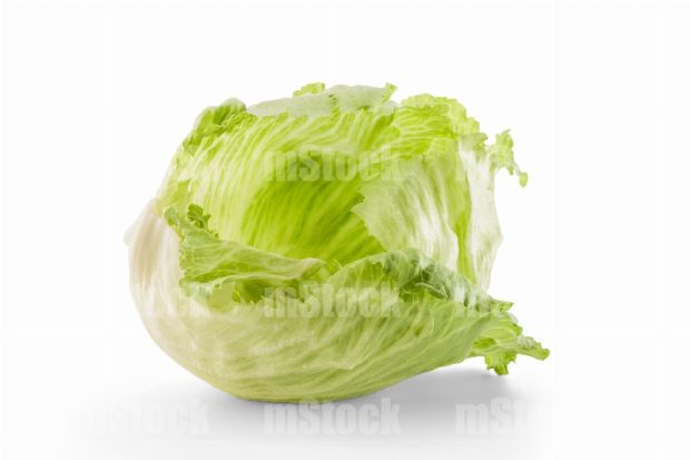 Lechuga Romana