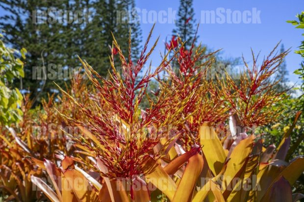 Aechmea Blanchetiana o Bromelia 1