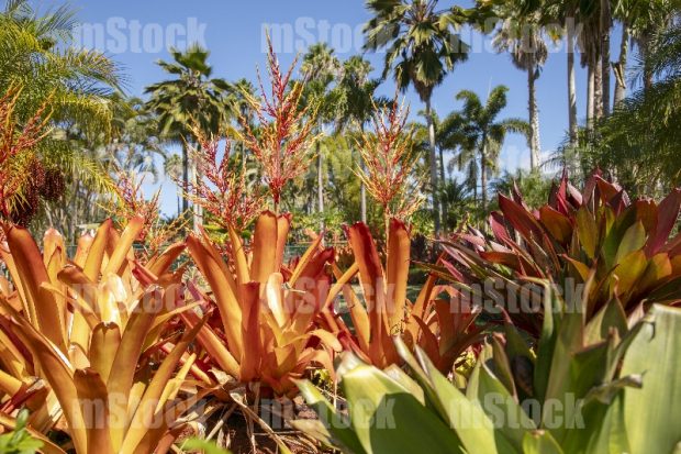Aechmea Blanchetiana o Bromelia