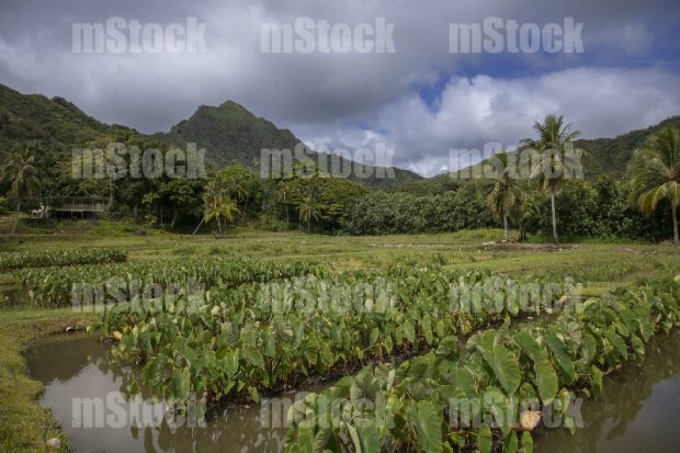 Agricultura en Hawaii