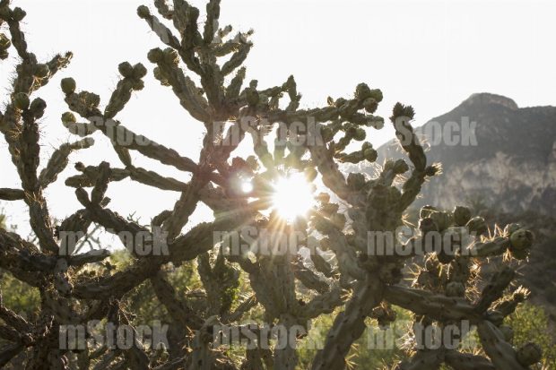 Arbol de Cholla