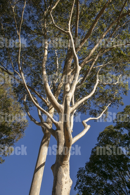 Arbol de Eucalipto 1