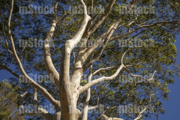 Arbol de Eucalipto 2