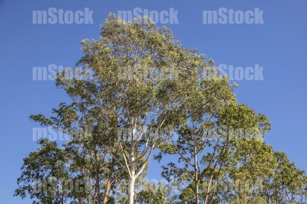 Arbol de Eucalipto 3