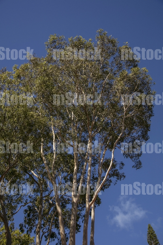 Arbol de Eucalipto 4