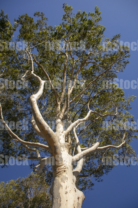 Arbol de Eucalipto
