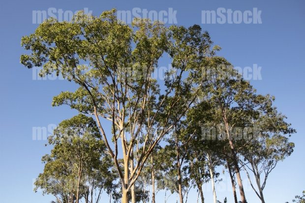 Arboles de Eucalipto 1