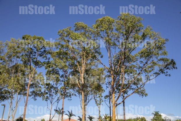 Arboles de Eucalipto