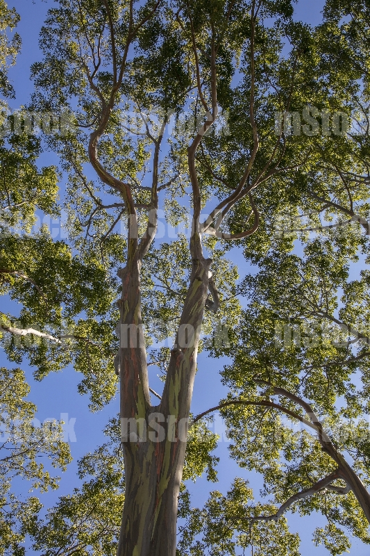 Arbol de Eucalipto Arcoiris 1