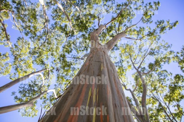Arbol de Eucalipto Arcoiris
