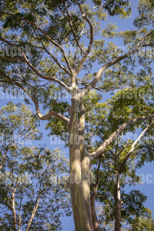Arboles Eucalipto Arcoiris 1