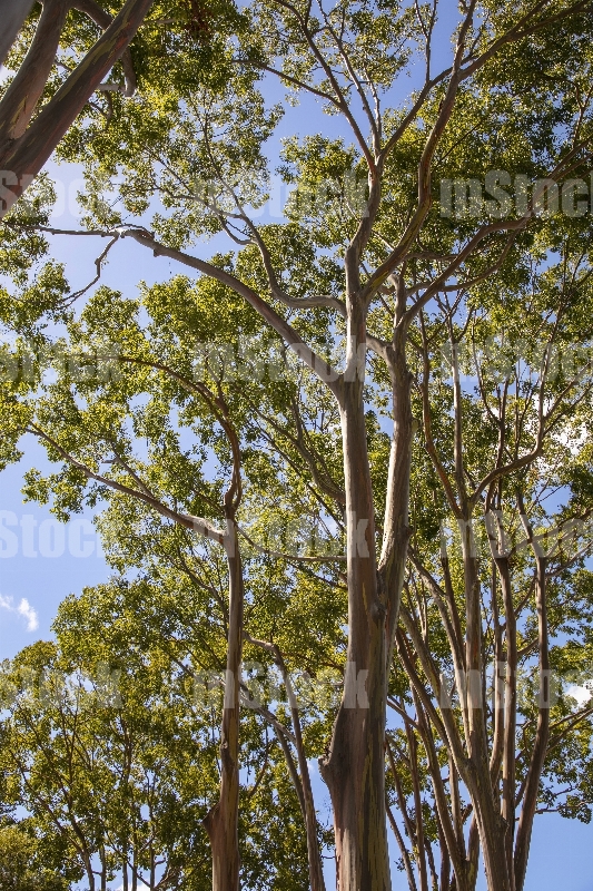 Arboles Eucalipto Arcoiris 2
