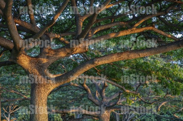 Arbol de Roble