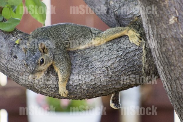 Ardilla recostada en arbol