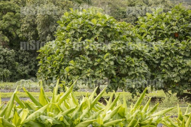 Breadfruit tree
