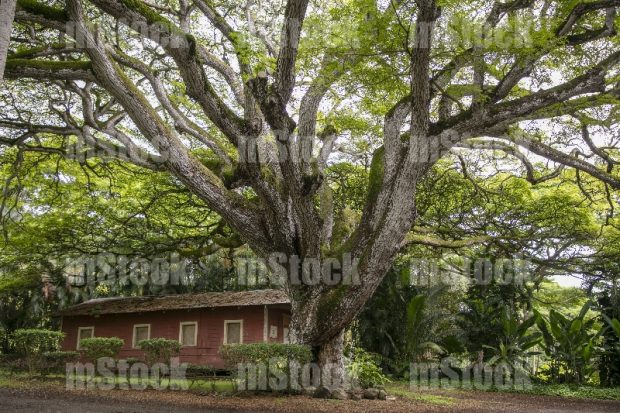 Cabaña junto a árbol tropical