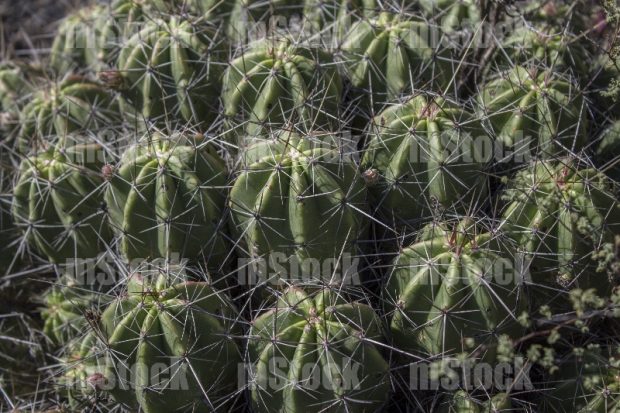 Cactus Erizo Escarlata