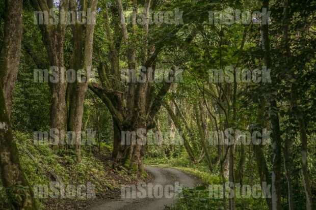 Camino por Selva Tropical